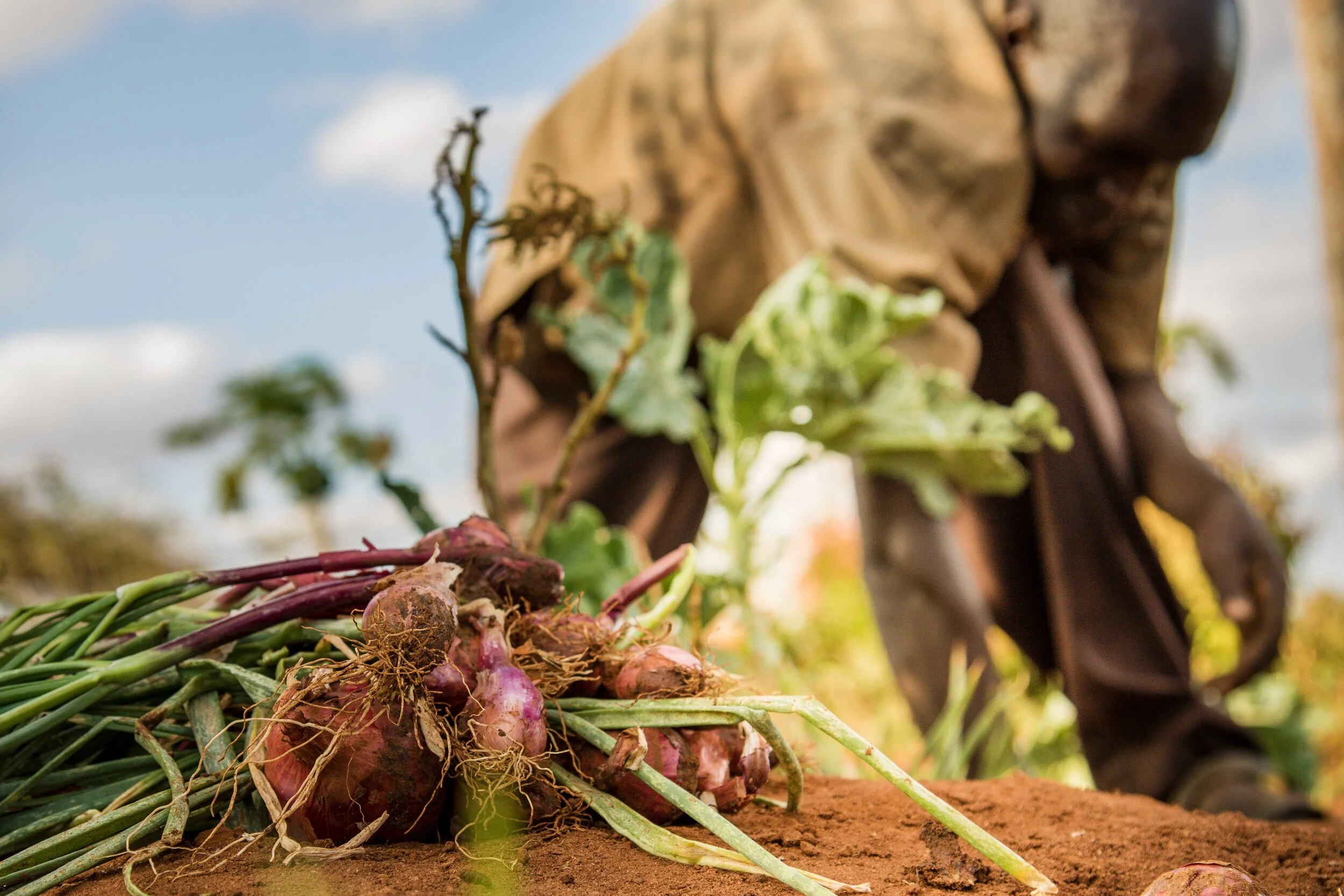 USAID Cash For Assets (11).jpg