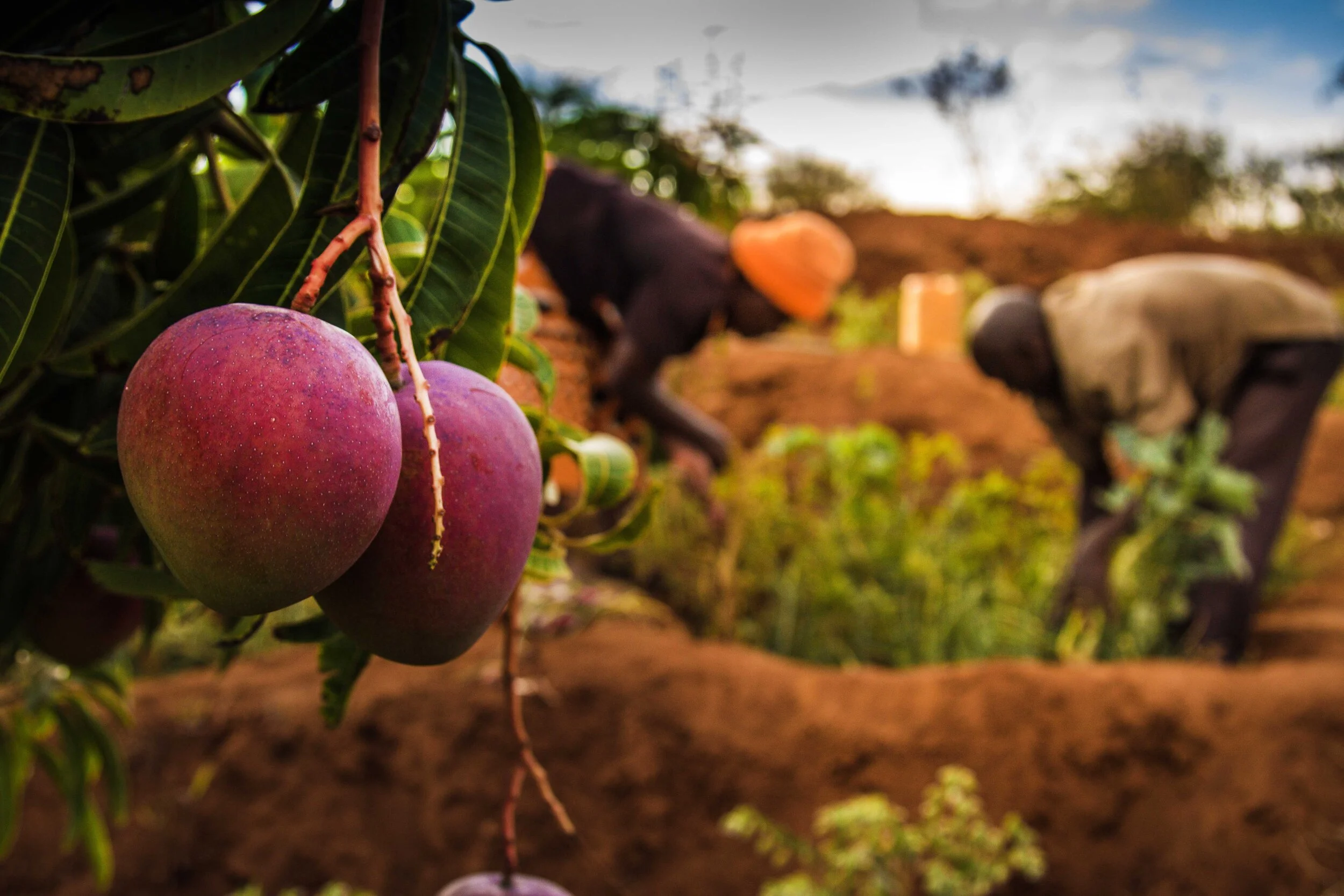 USAID Cash For Assets (10).jpg