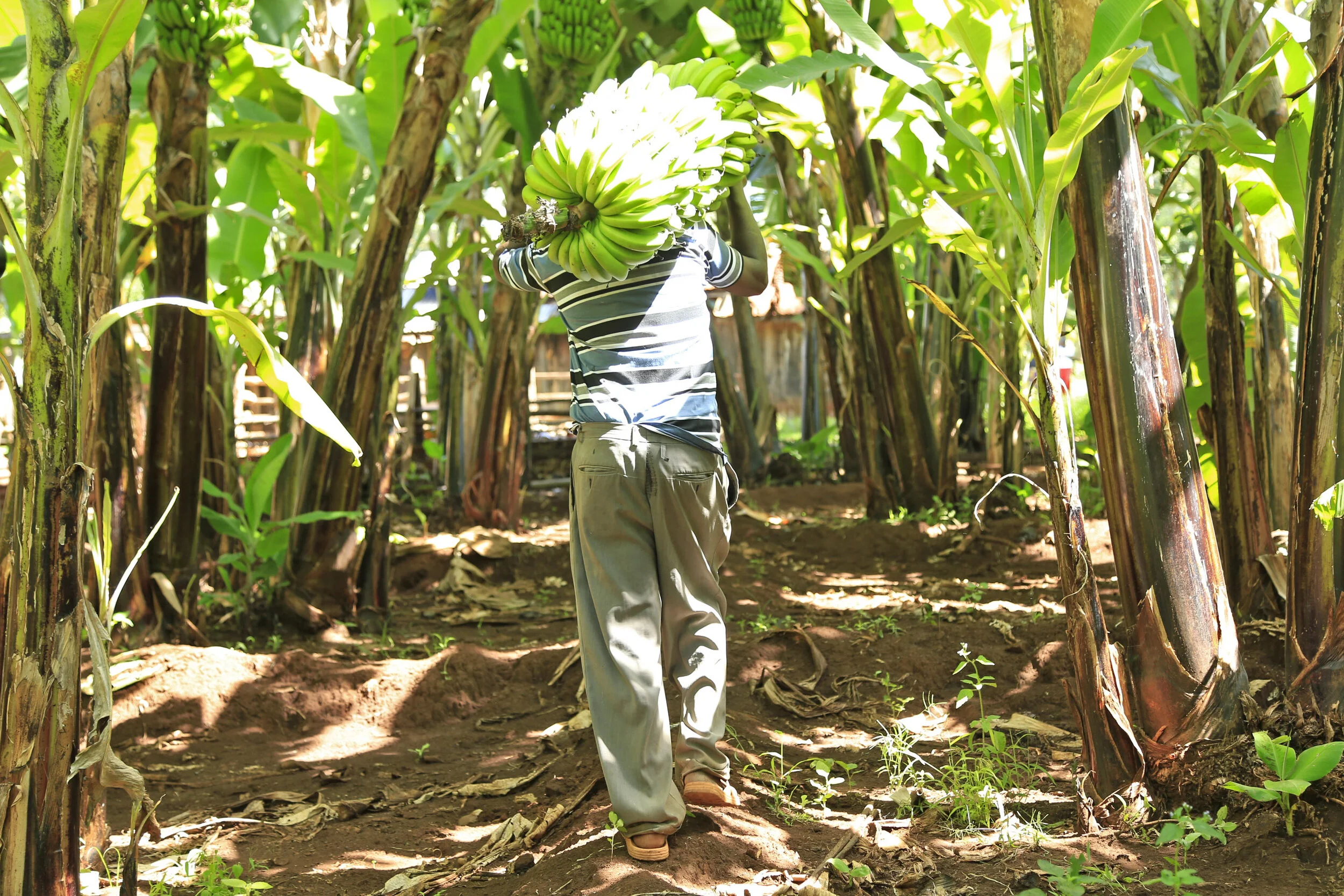 Mamlaka Foods with SC_Teddy Mitchener (9).JPG