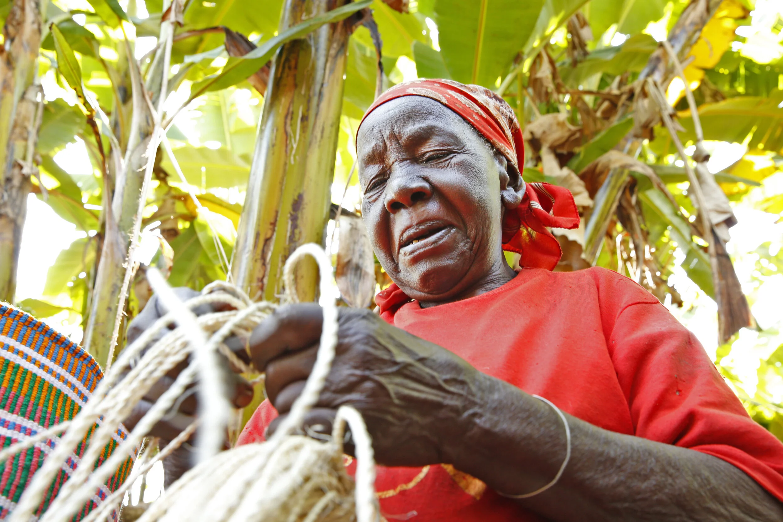 Fairtrade Africa_Recover Africa Project_New Gikaru_09.JPG