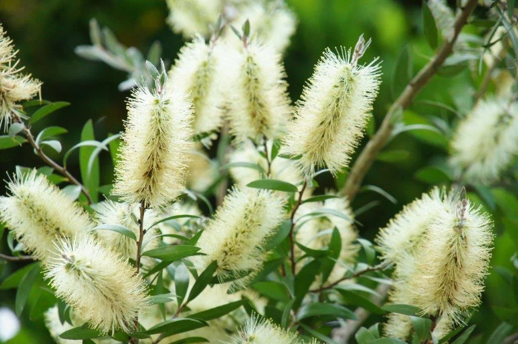 Melaleuca pallida (was Callistemon pallidus) (Lemon Bottlebrush) - Photo by Alwyn Ladell