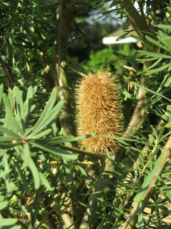 Banksia marginata (Silver Banksia) - Photo by Leonora 'Ellie' Enking