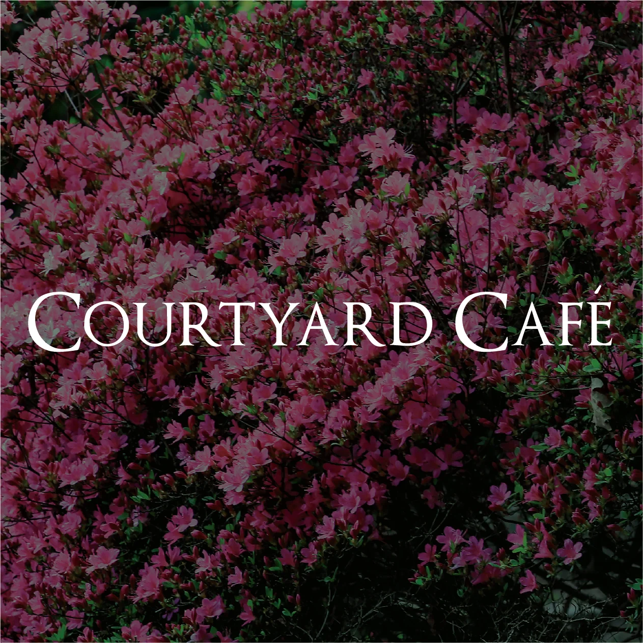 Leonardslee Courtyard Cafe.jpg