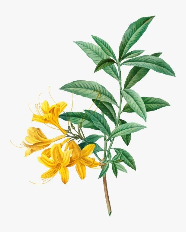 Rhododendron