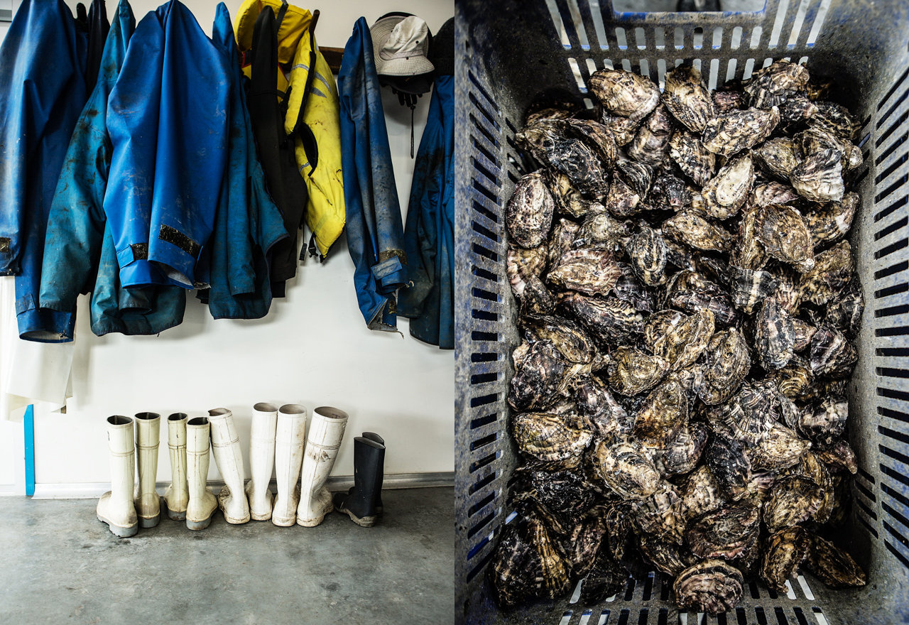 DAY 2 OYSTERS 8