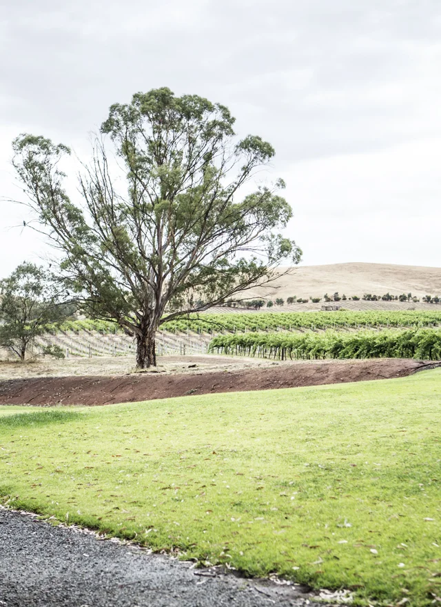 WKA_JC_HERITAGE VINEYARD 1