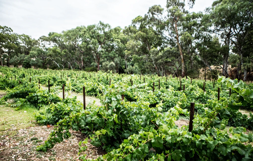 WKA_JC_HERITAGE VINEYARD 4