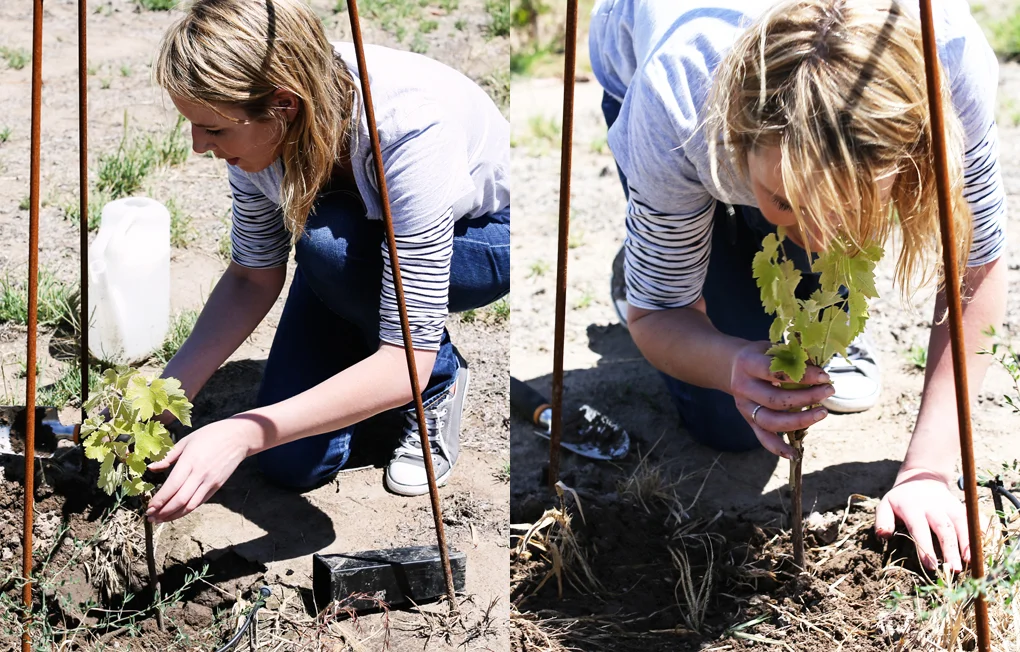 WKA_JC_PLANTING 2