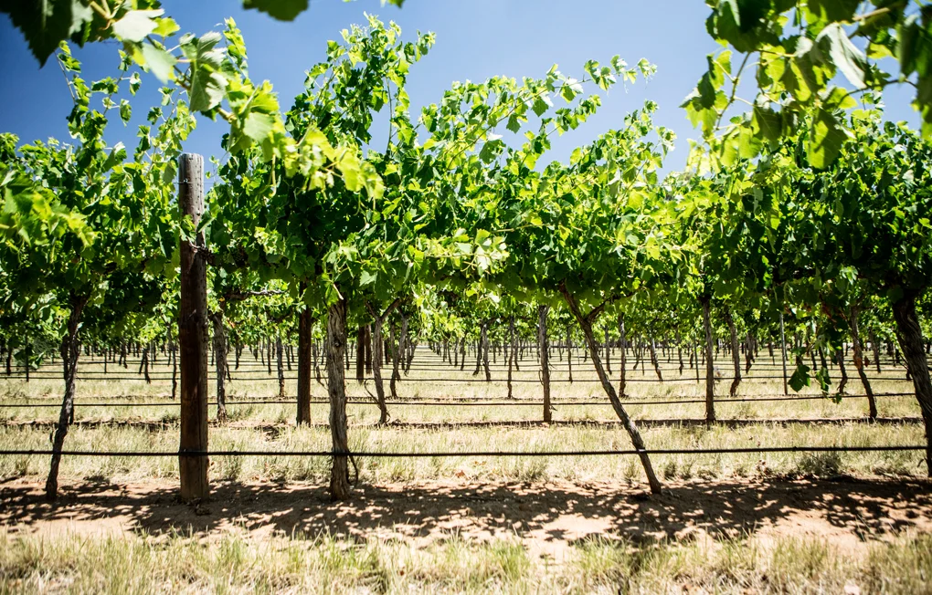 WKA_JC_VINEYARD LOW
