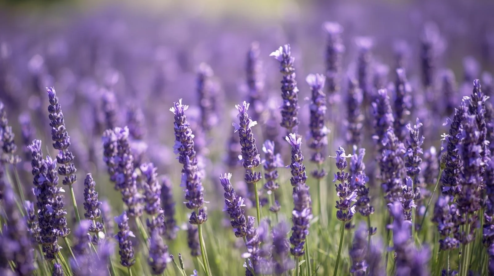 Lavender Shea Butter