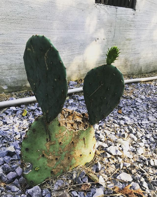 Tennessee, I know I ask a lot of you and you&rsquo;ve given me so much, but if you could just allow my cactus to thrive and take over the yard, I&rsquo;ll never, ever, leave you! 🌵🌺🐇🐍🕷🦂💖 #manipulativegirlfriend #socal #cacti #cactus #desertrat