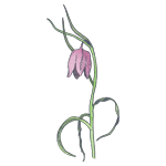 Spring-150px.png