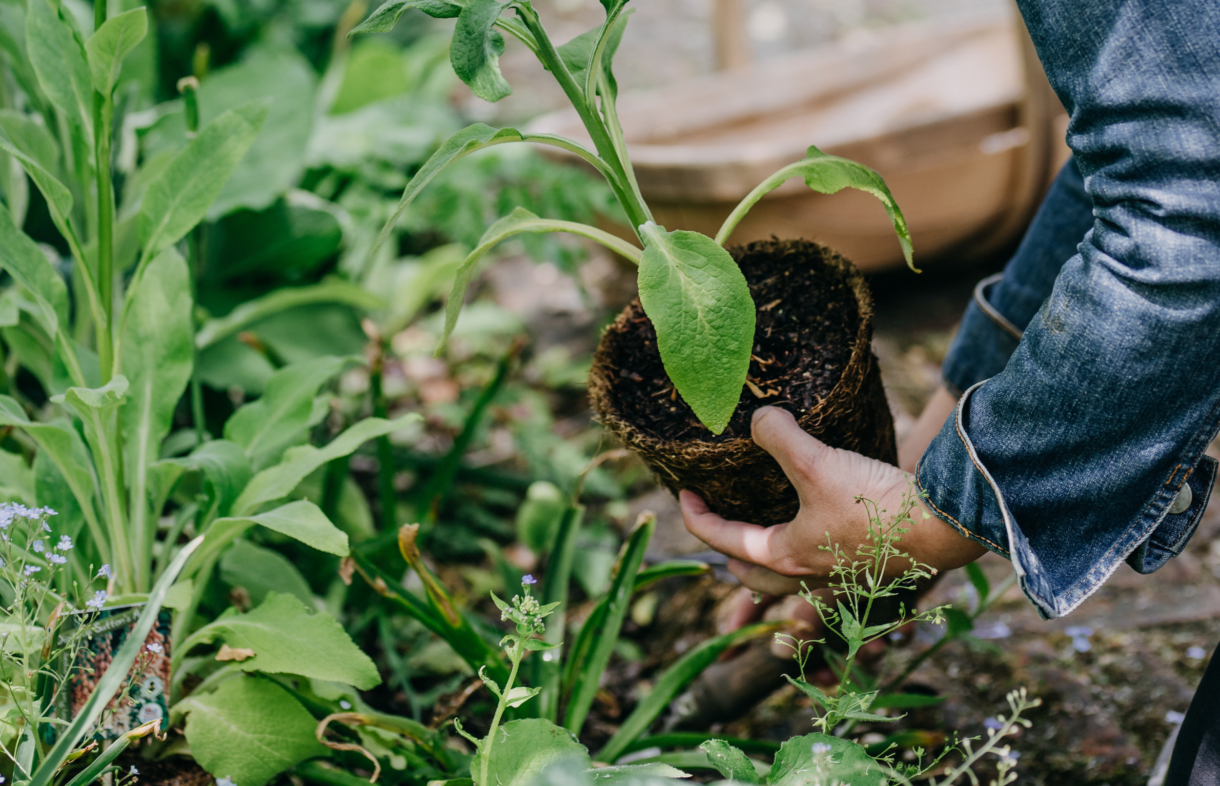 plant a garden.jpeg