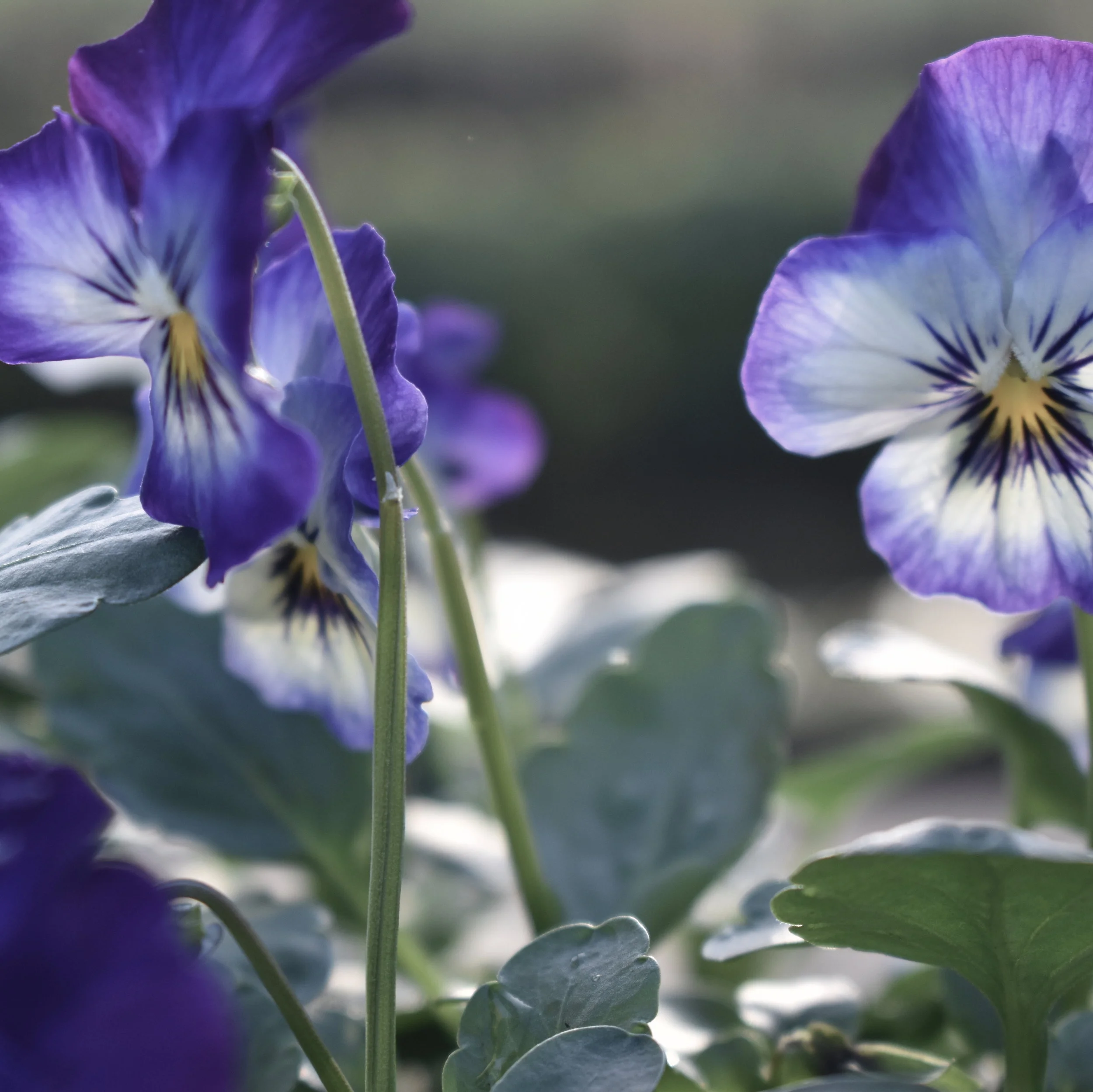 viola2 cropped.jpeg