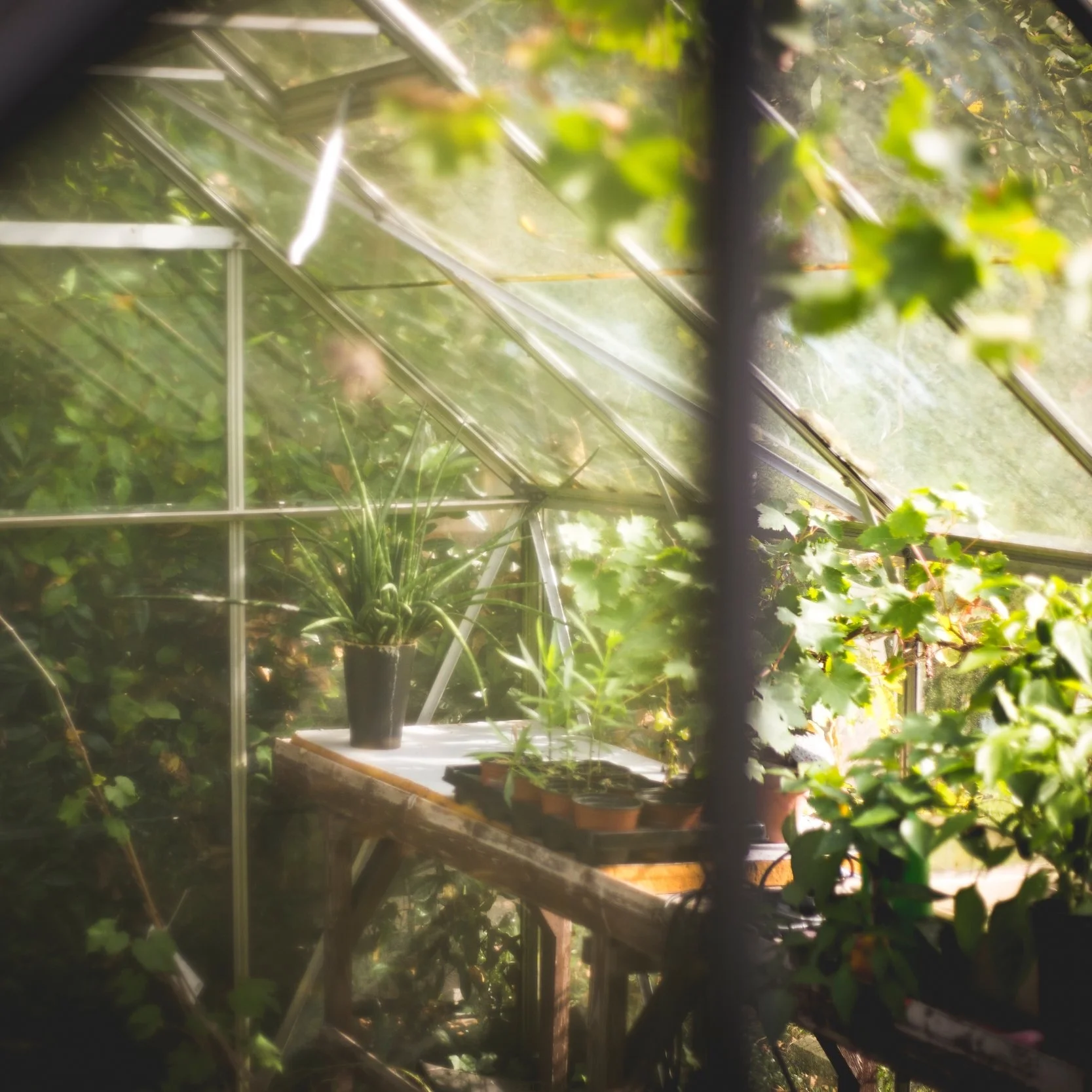 Greetings - gorgeous greenhouse...