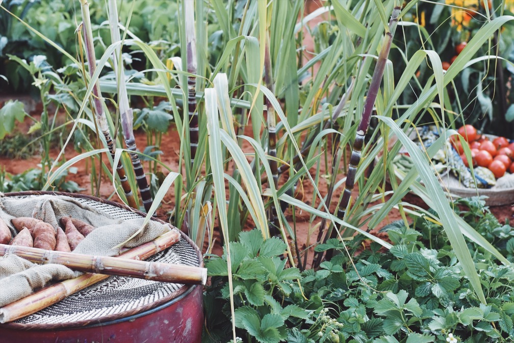 CAMFED inspires at Chelsea...