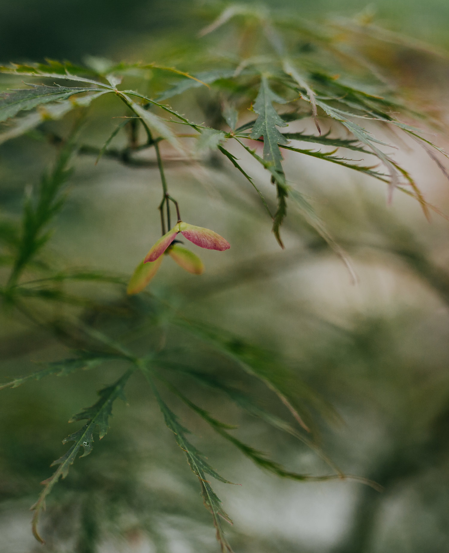 reduced acer.jpeg