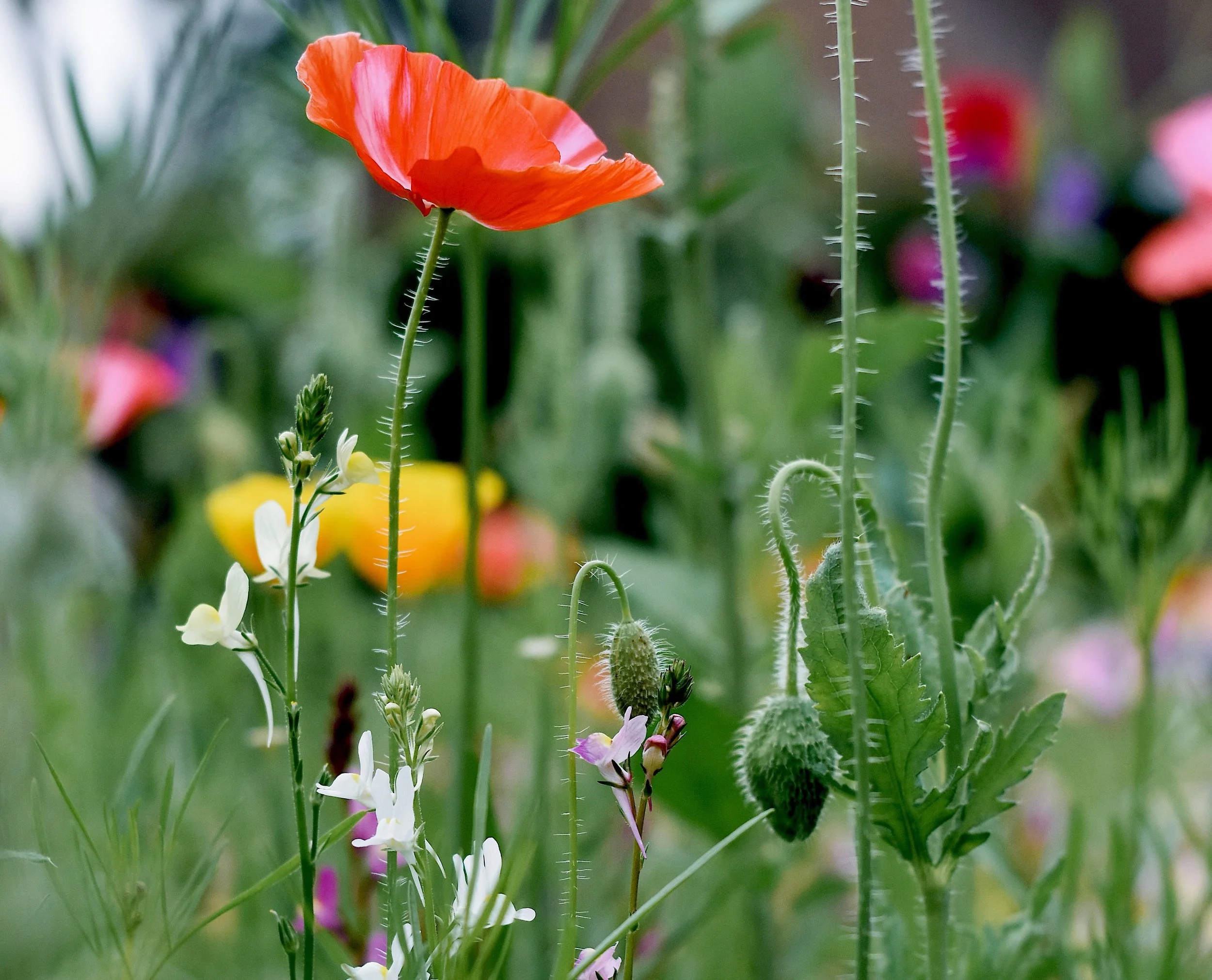 The bees loved our meadow...