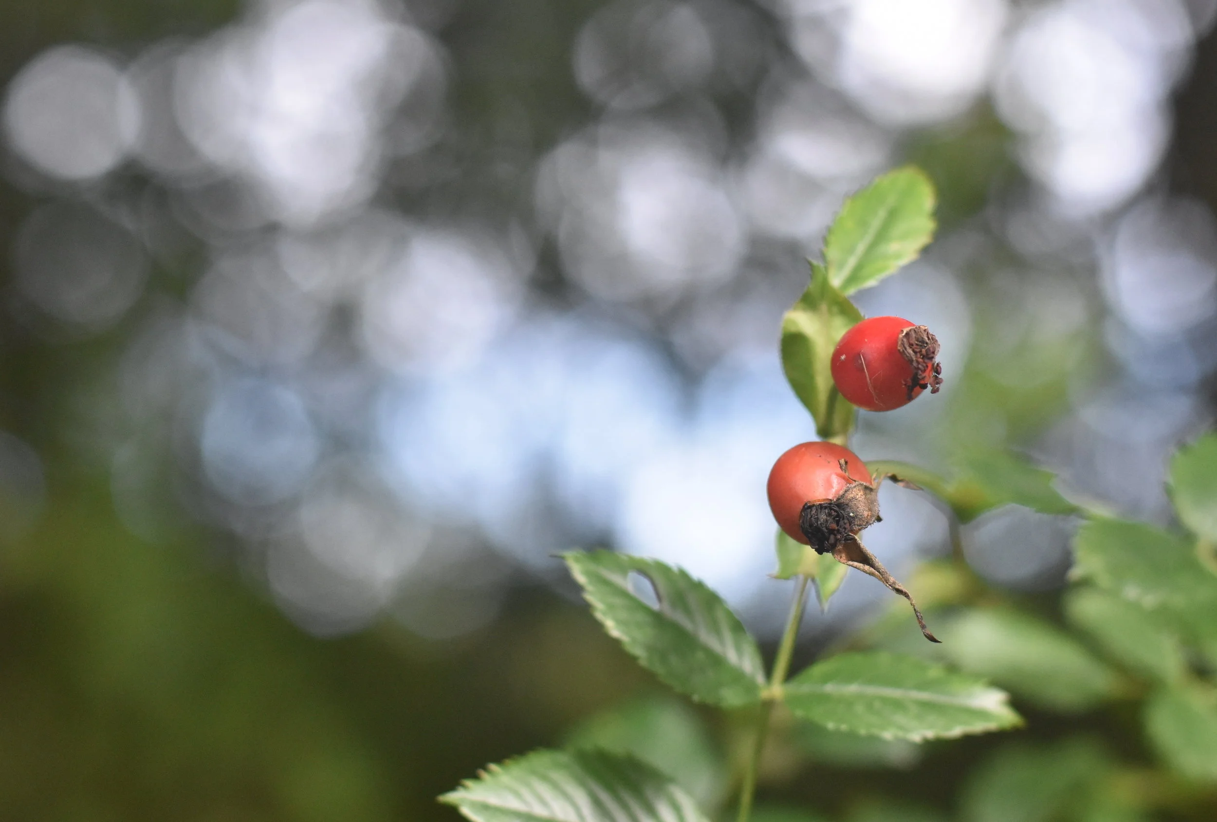 Growthfully - a very personal journey...