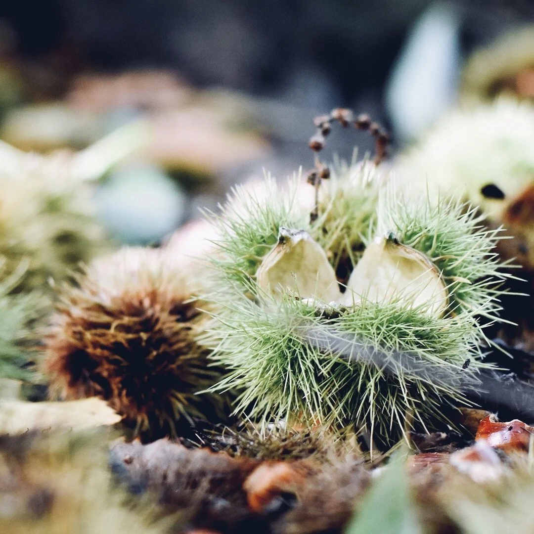 From the seed of an idea - part 2