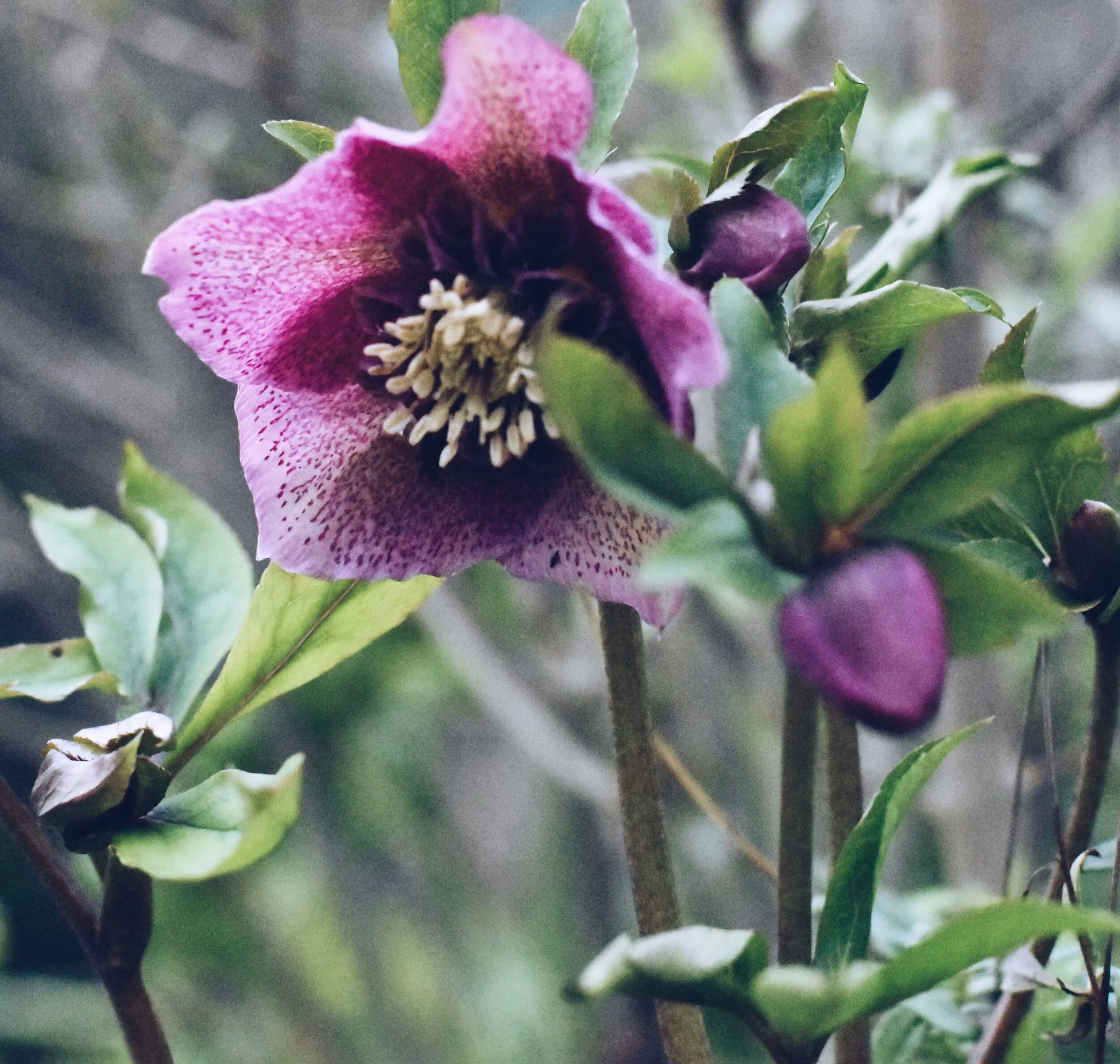 Six winter flowers to lift your heart...