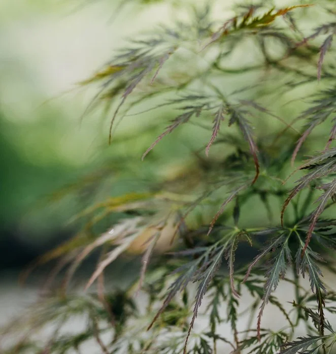 Are you considering taking HRT