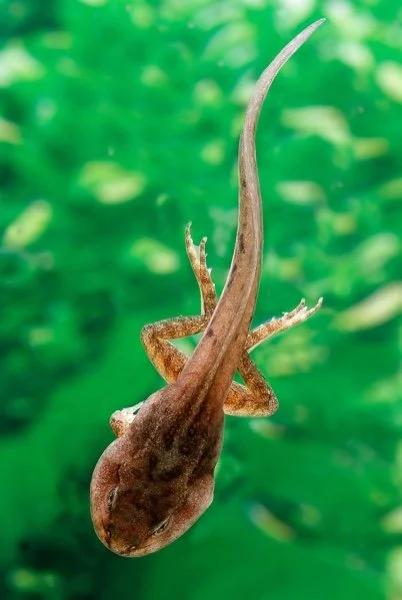 50 Common Science Questions Answers For Kids VIDEOS Ask Tappity