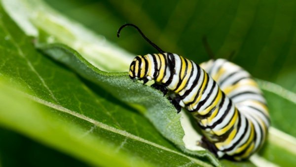 How Does a Caterpillar Turn into a Butterfly? [VIDEO] | Science  Explanations for Kids
