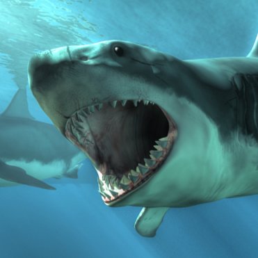 15 Best Shark Facts Trivia And S