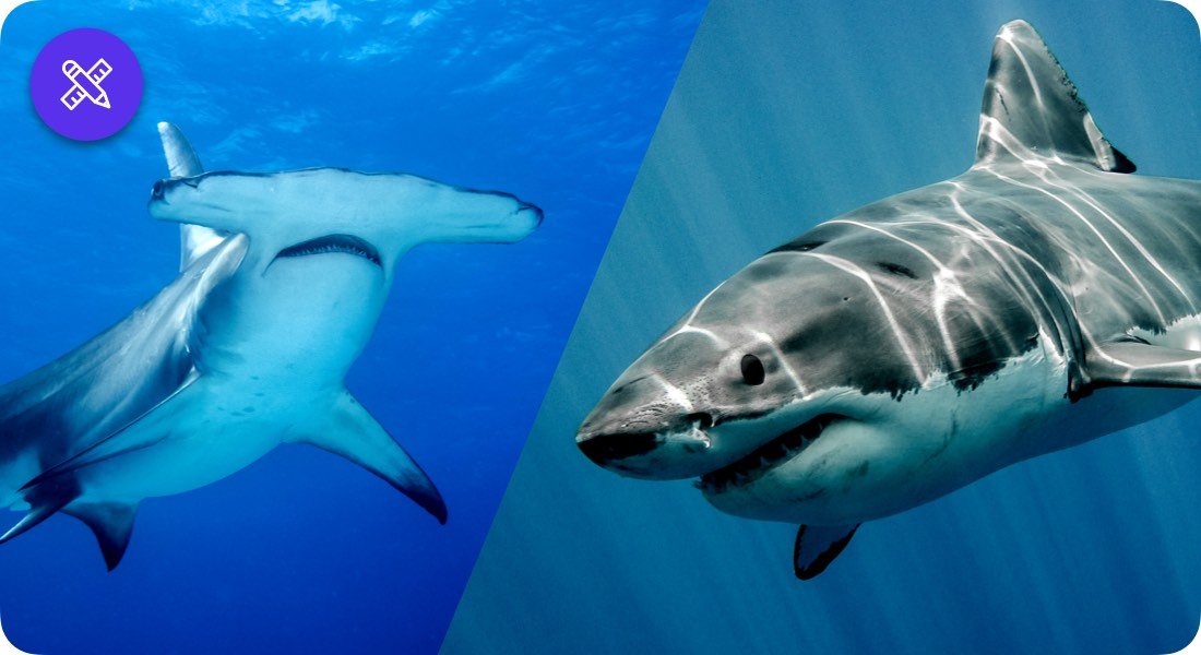  Hammerhead vs. Great White Shark