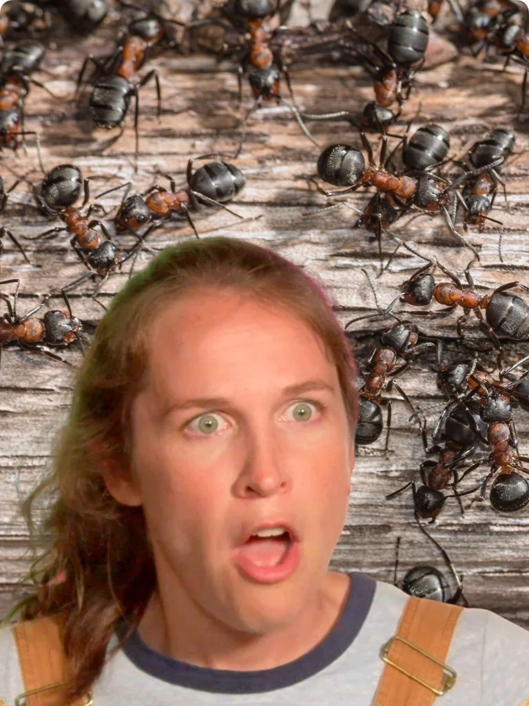 How Do Ants Know Where to Find Food? [VIDEO] Science Explanations for