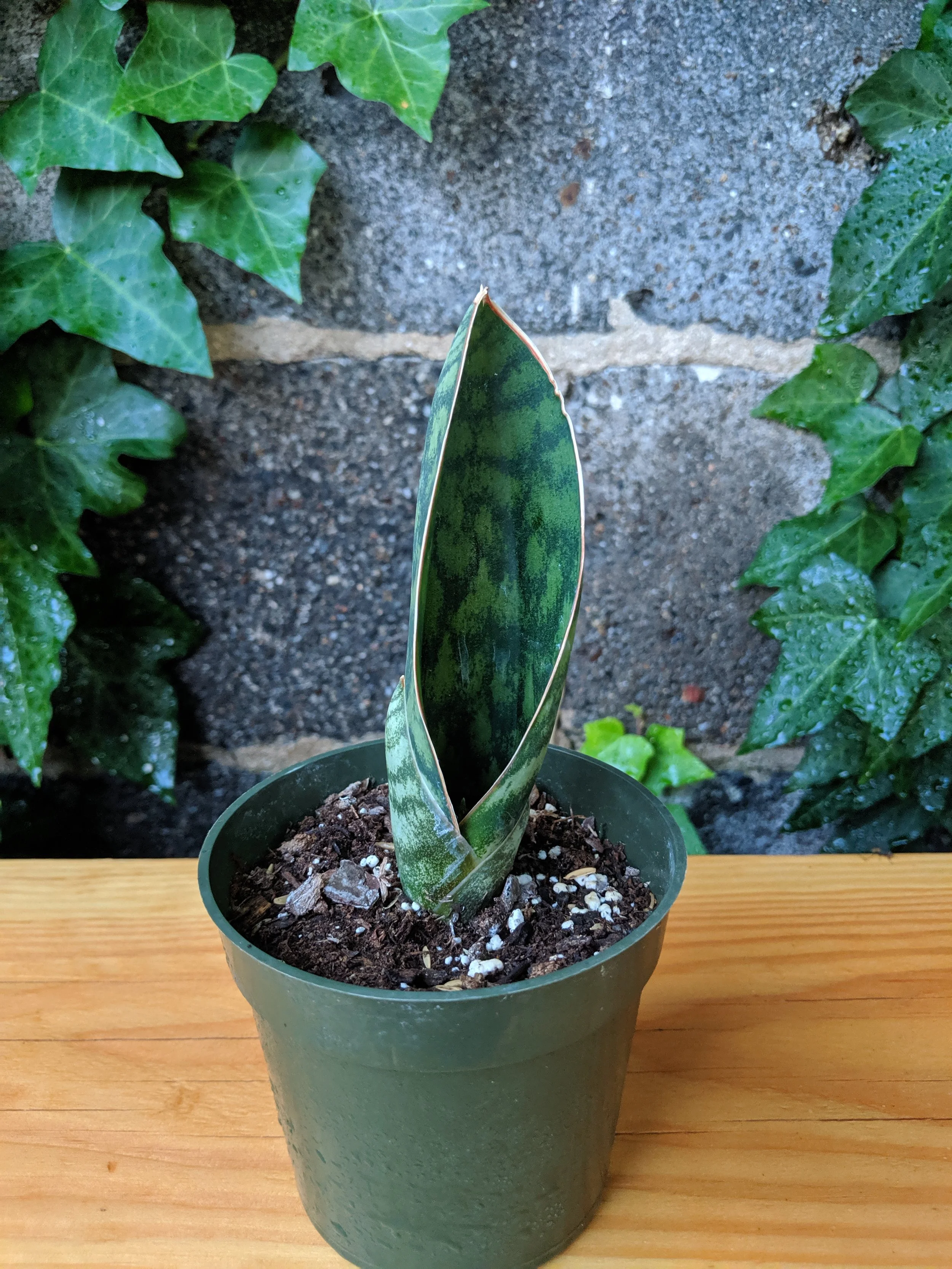Sansevieria masoniana 2"