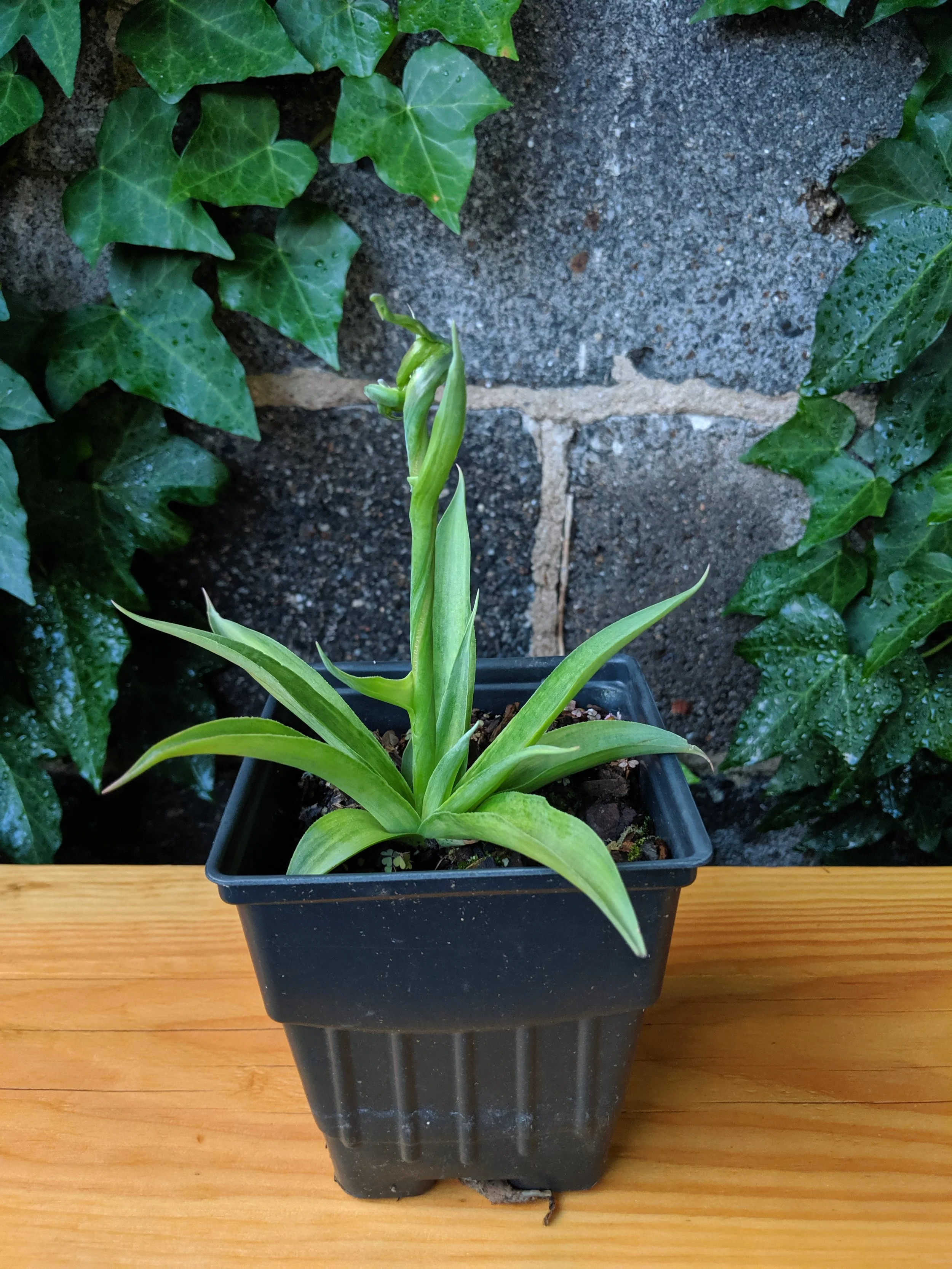 Aloe Virginicum 3"