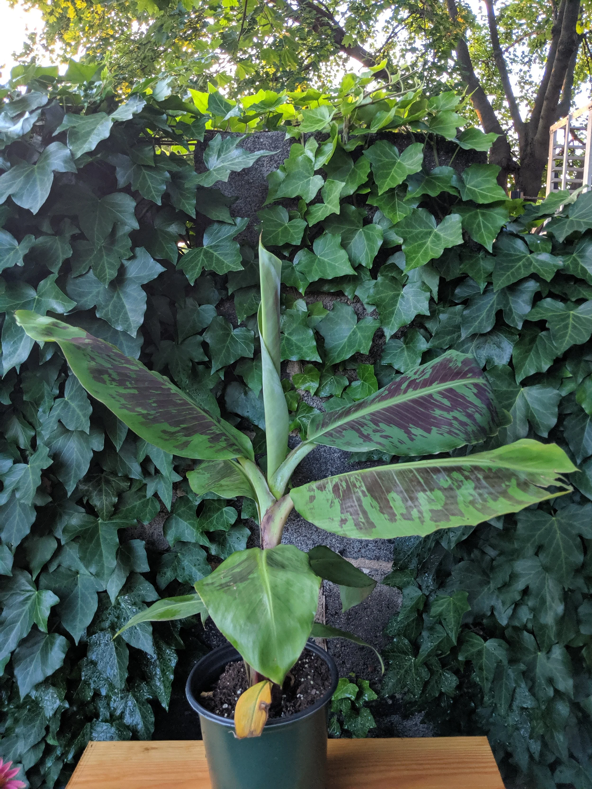 Banana 'Double Mahoi' 1 Gallon