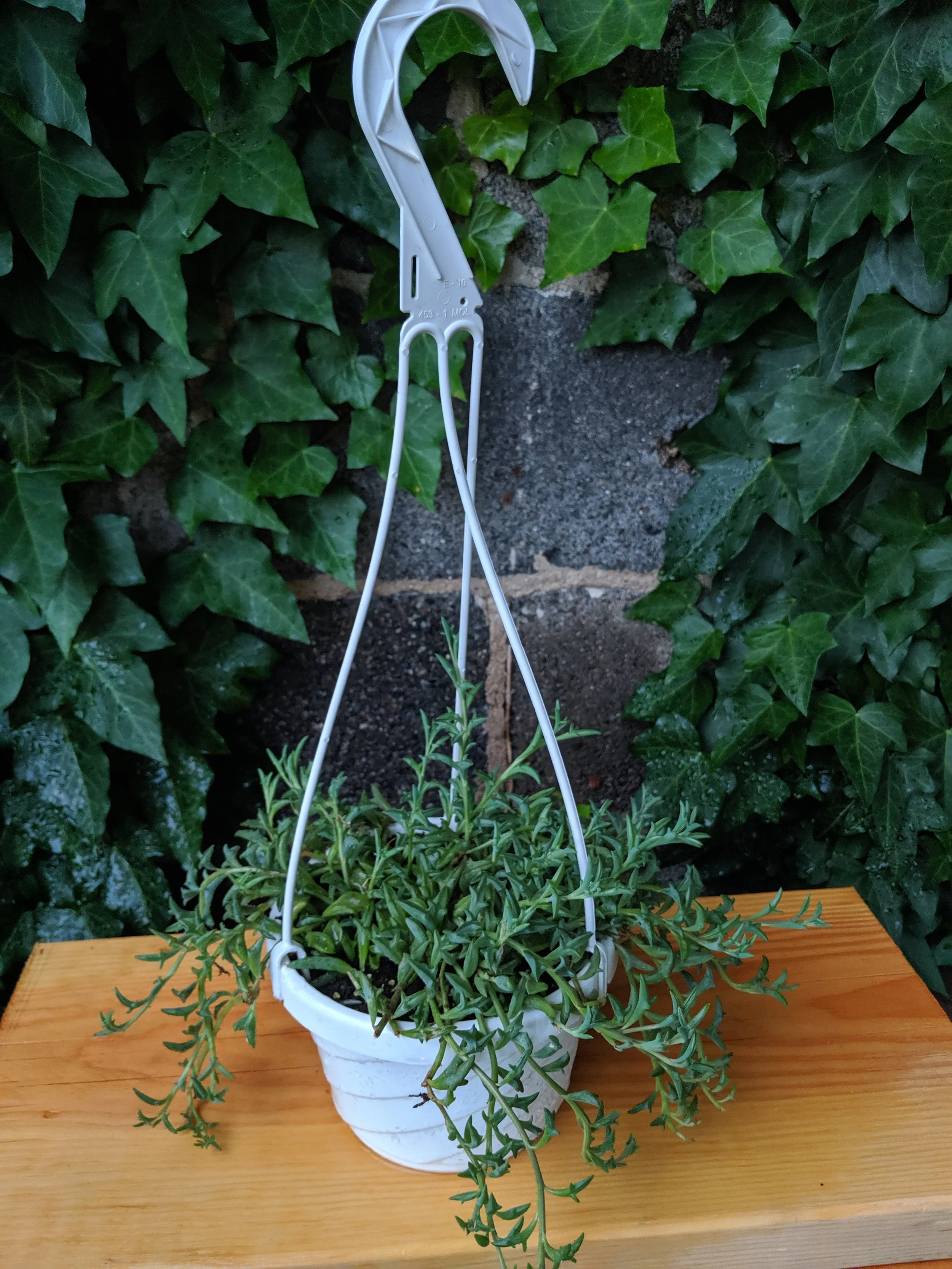 String of Dolphins 4"