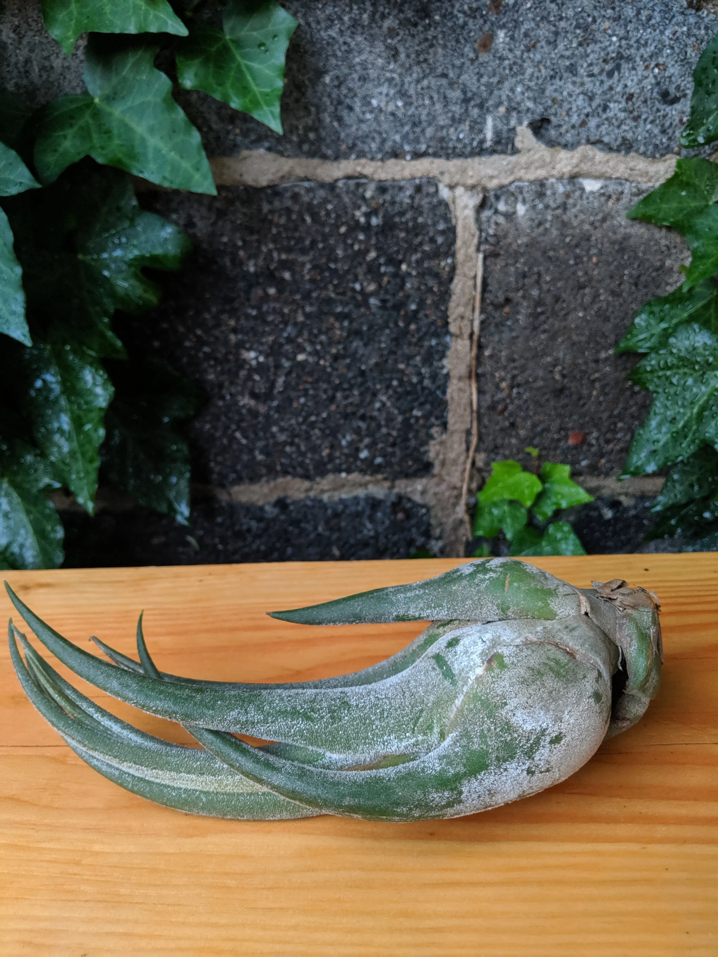 Tillandsia Seleriana Large