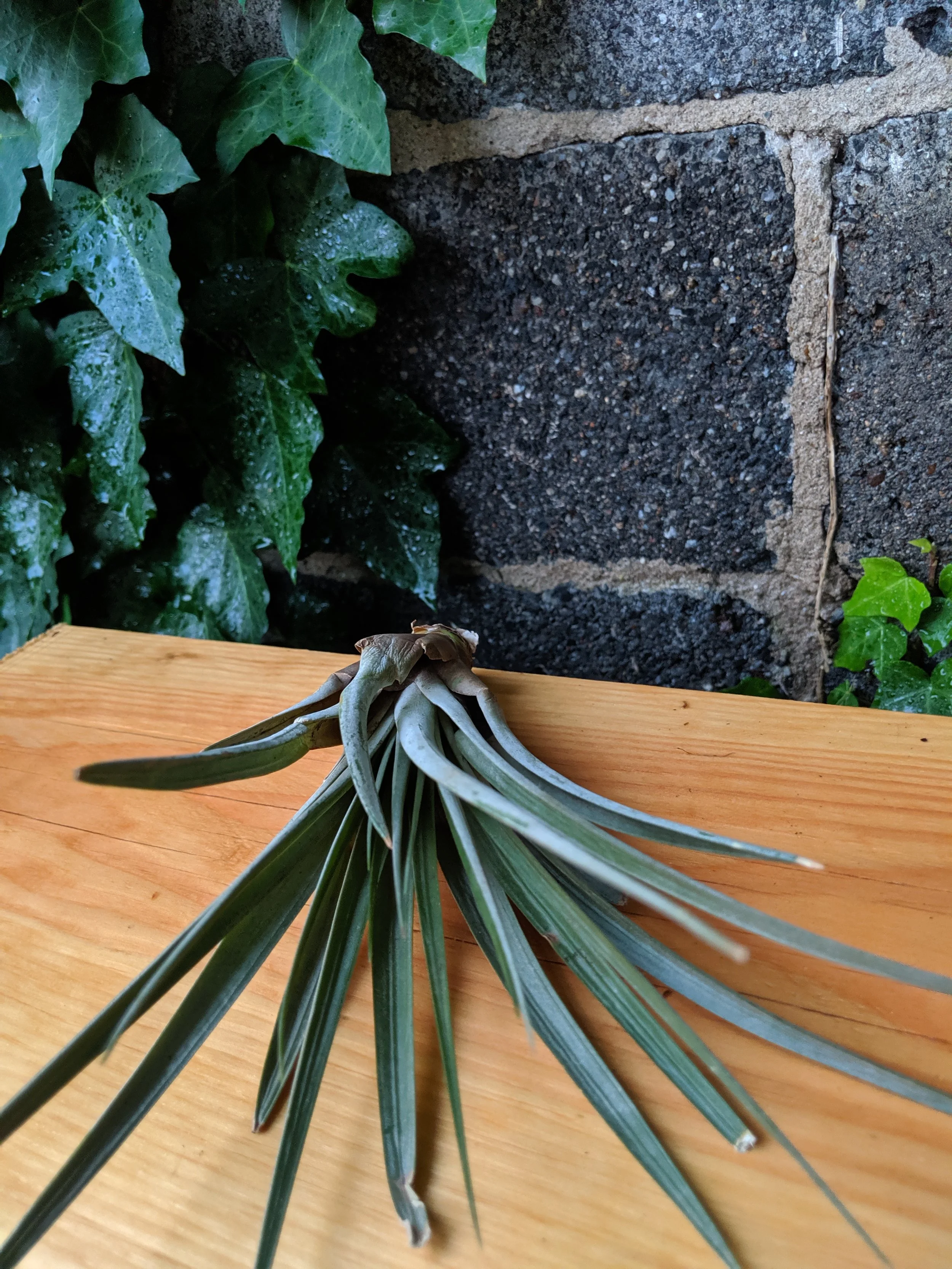 Tillandsia Jucunda Large