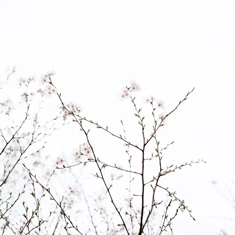 Decorative Image of Branches