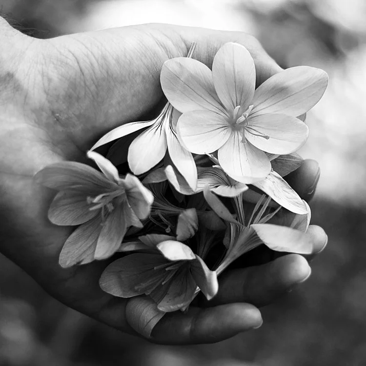 Decorative Image of Flowers