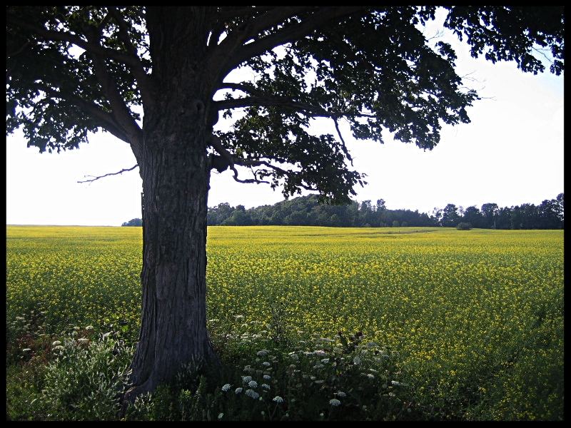 did u know - banner.JPG