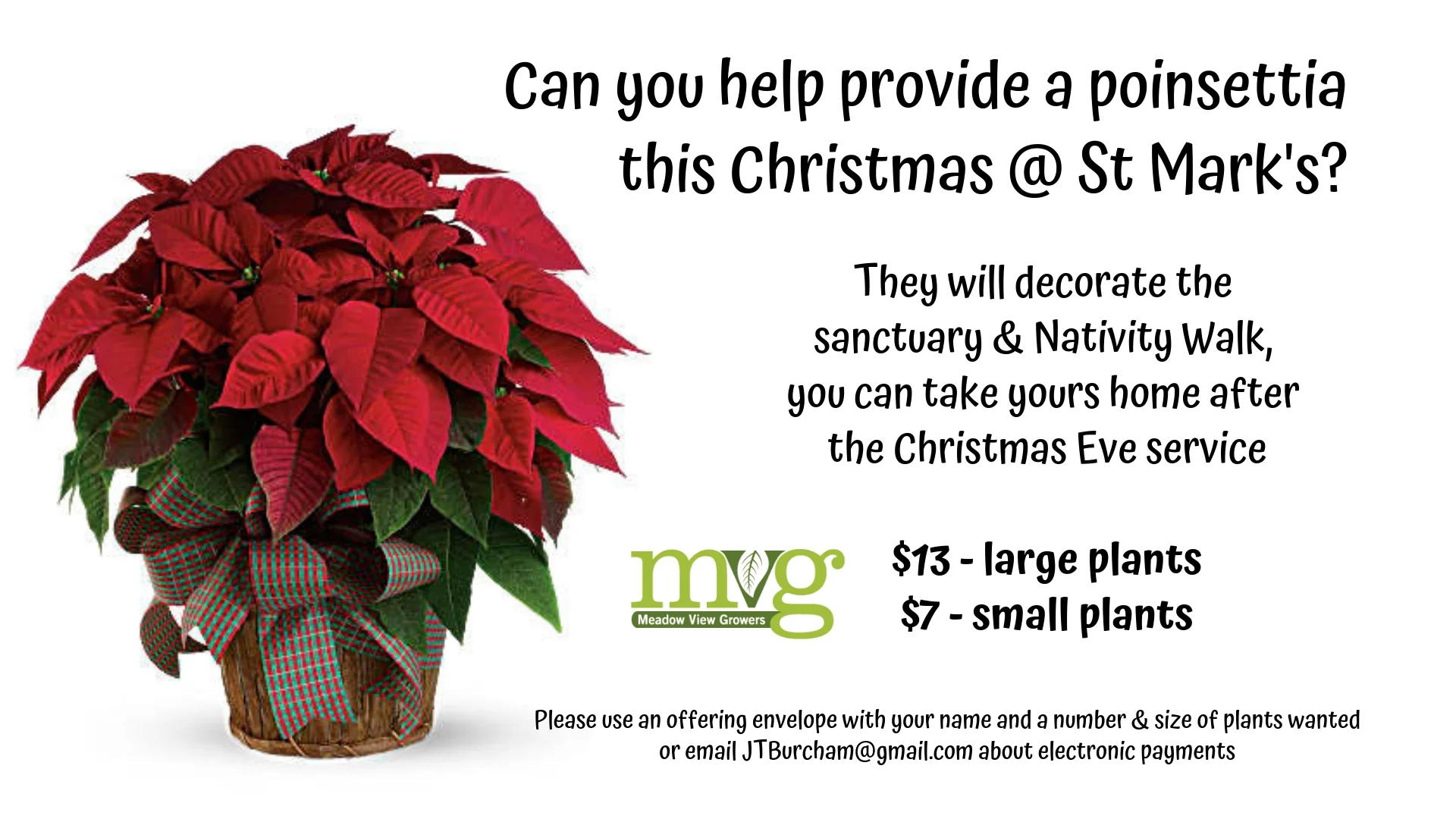 181209-Poinsettias @ St Mark's this Christmas .jpg