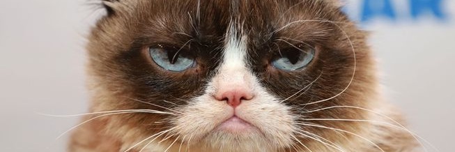 grumpy_cat.jpg