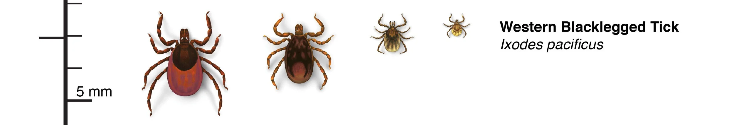tick-check-2.jpg