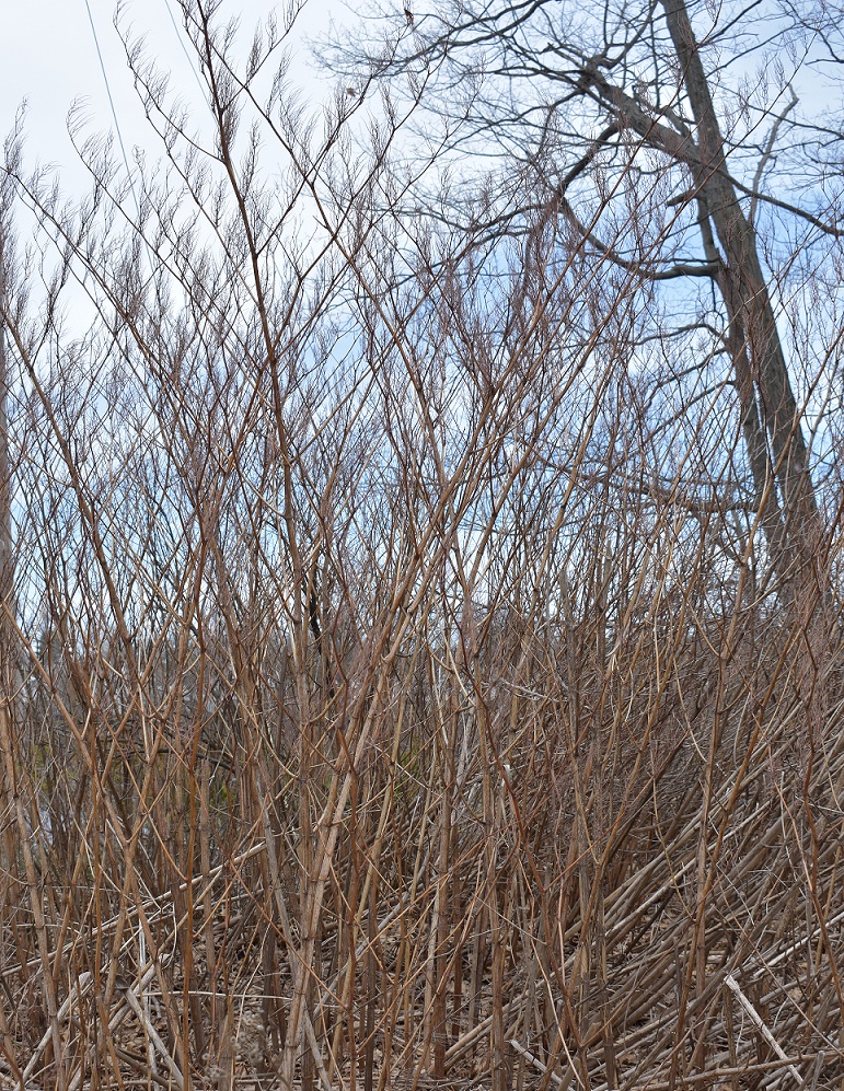 Japanese knotweed stand