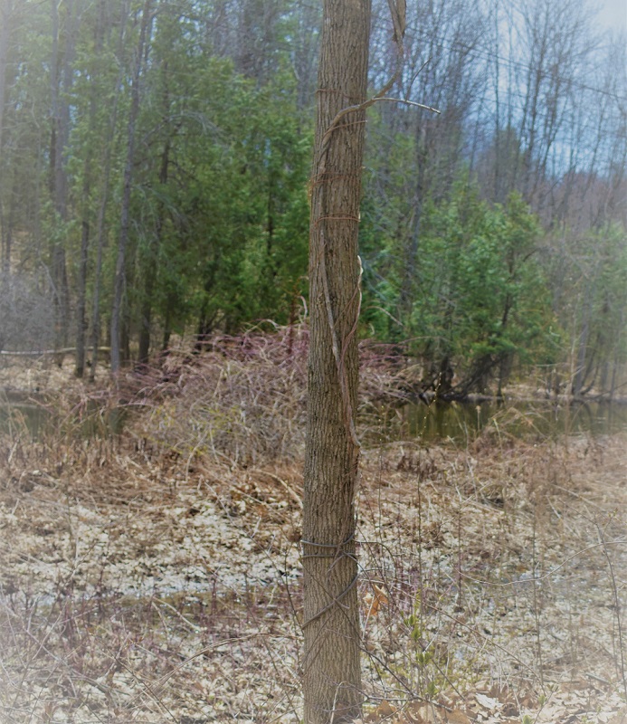 Asiatic bittersweet vine