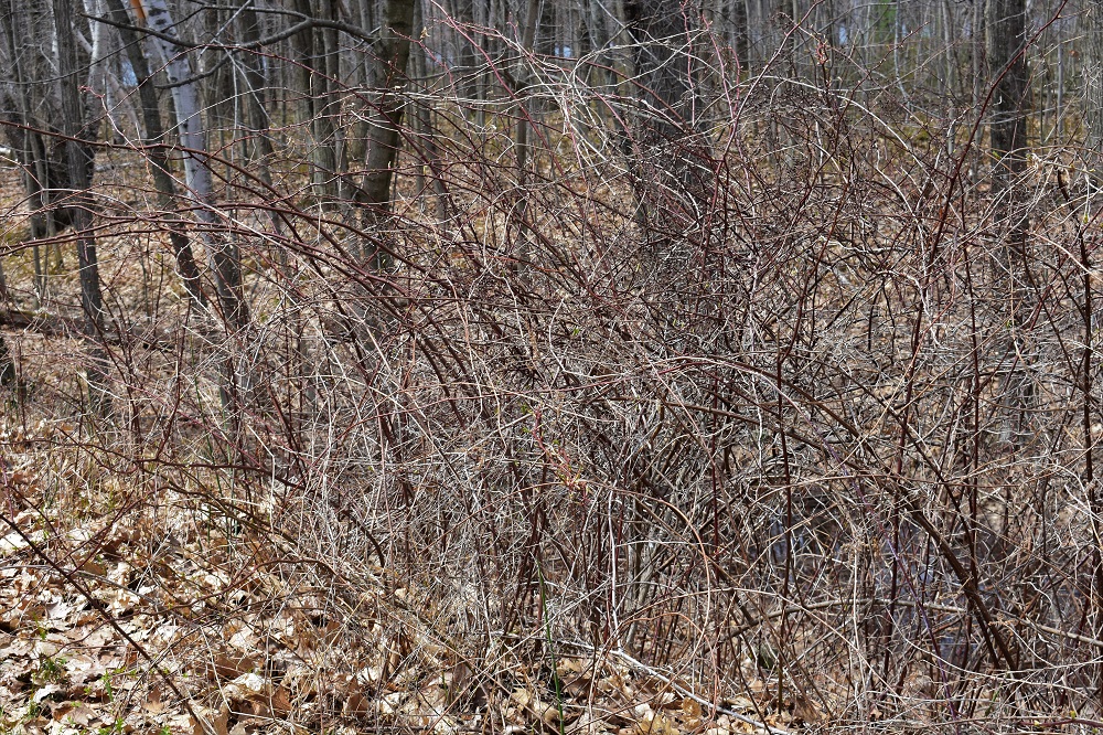 multiflora rose brambles