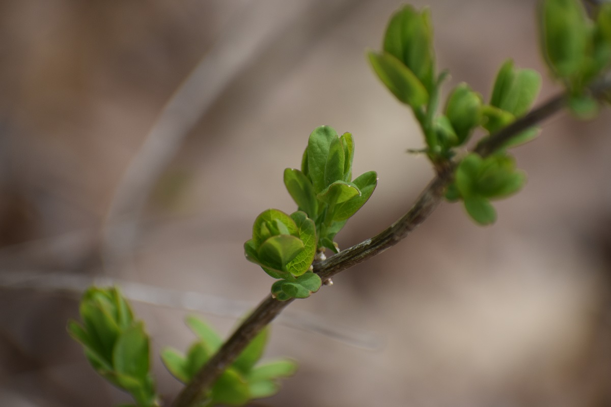 shrubby honeysuckle leaf buds