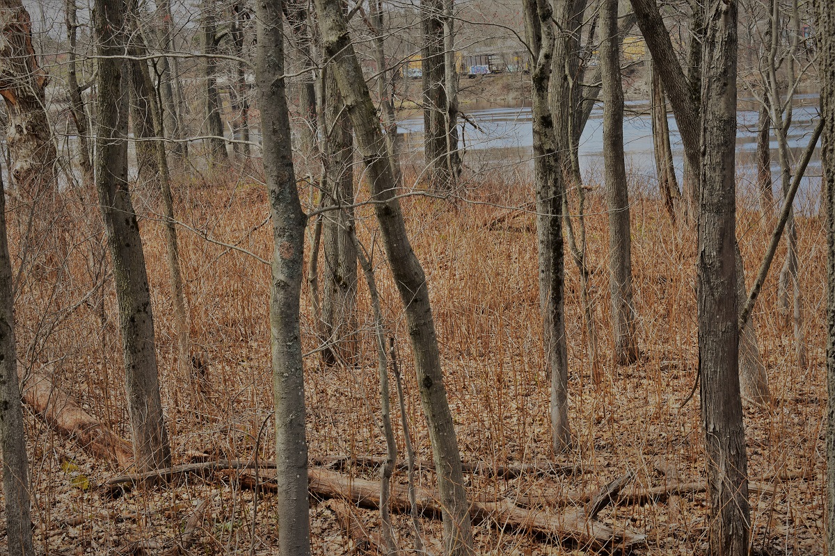 Japanese knotweed understory