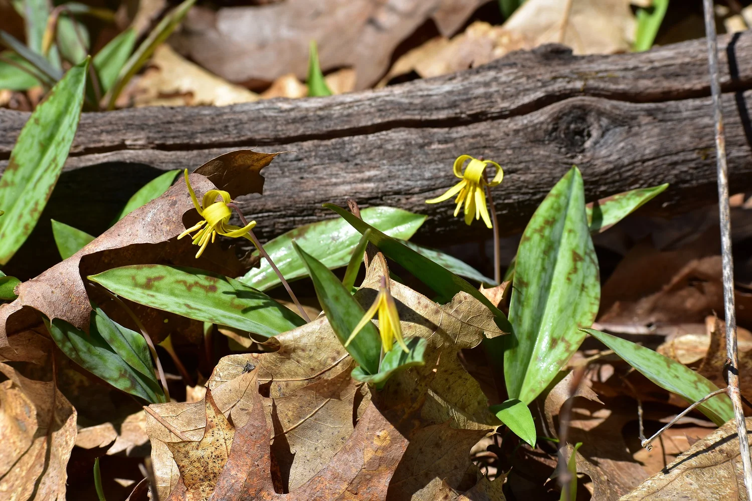 Trout Lily
