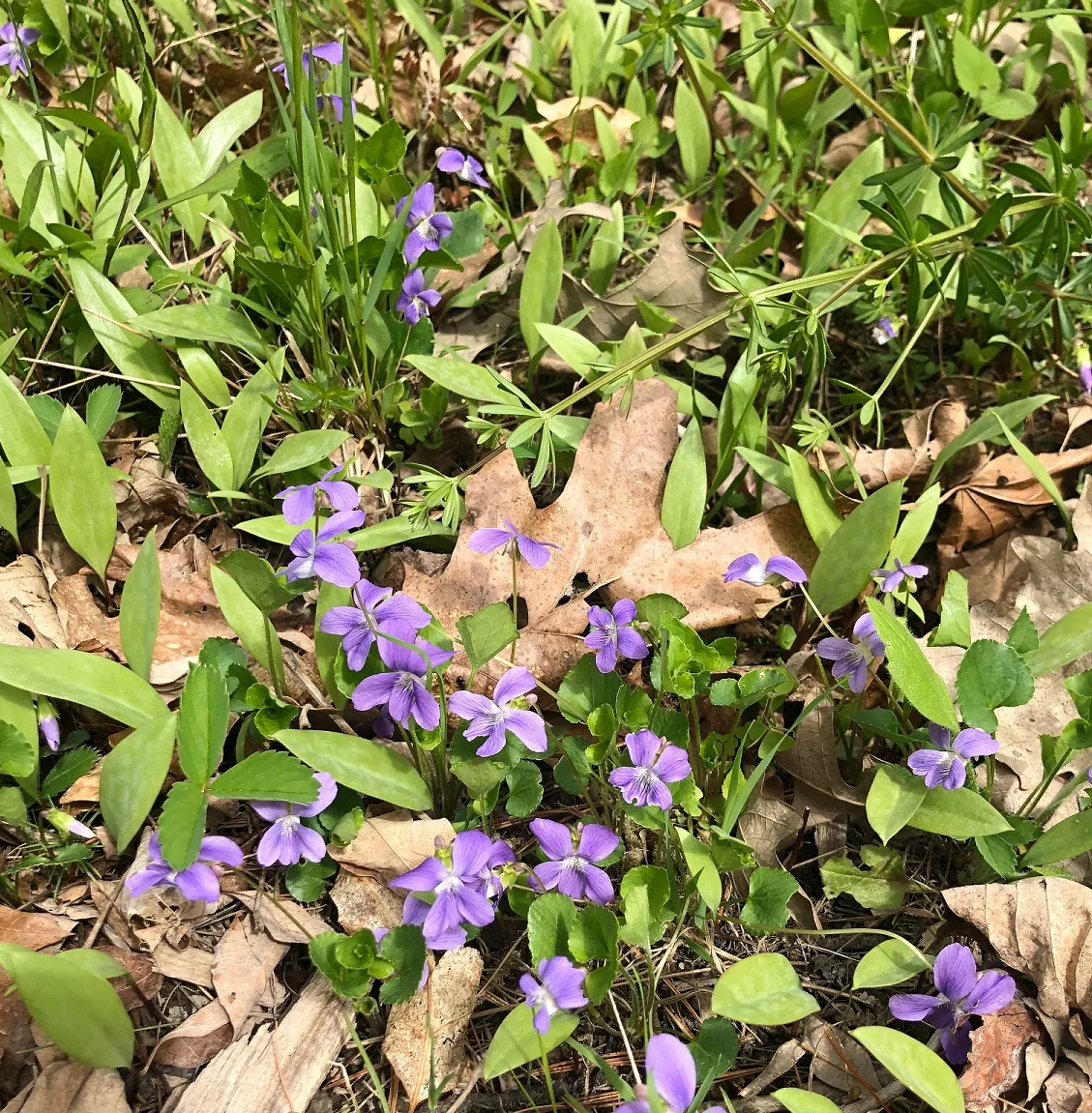 Common Blue Violet (Purple Violet, Woodland Violet)